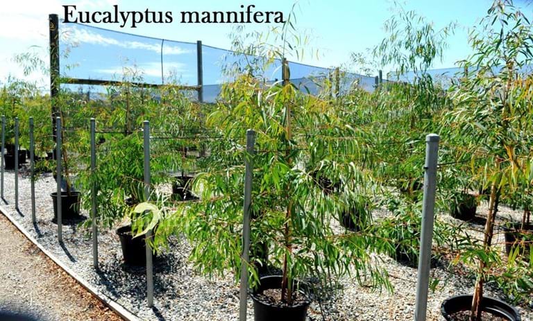 Eucalyptus Mannifera,Manna Gum