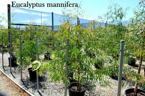 Eucalyptus mannifera,Red Spotted Gum