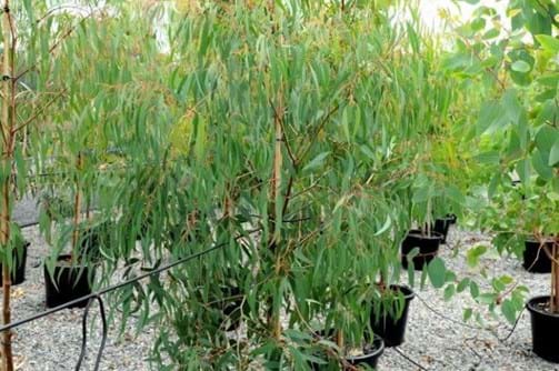 Eucalyptus Radiata,Grey Narrow Leaf Peppermint